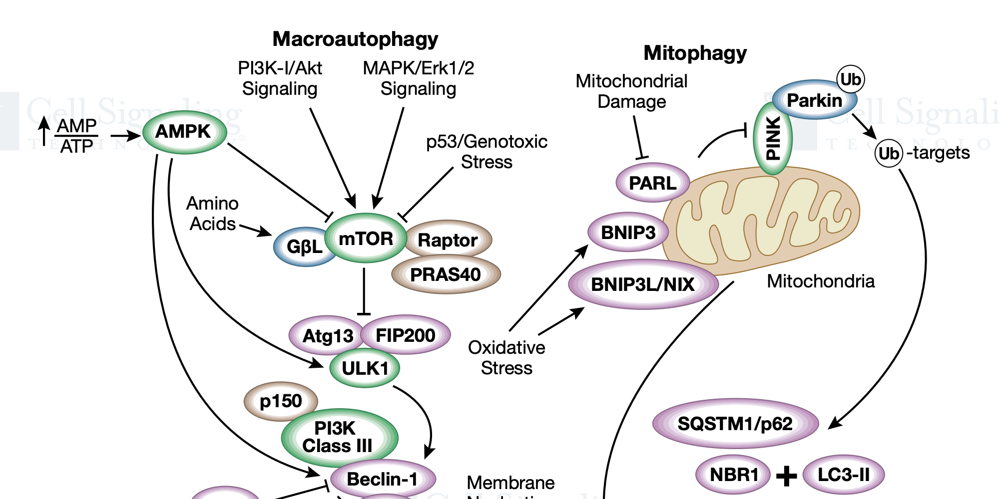 The effects of Nelfinavir on ER stress, metabolic stress and autophagy
