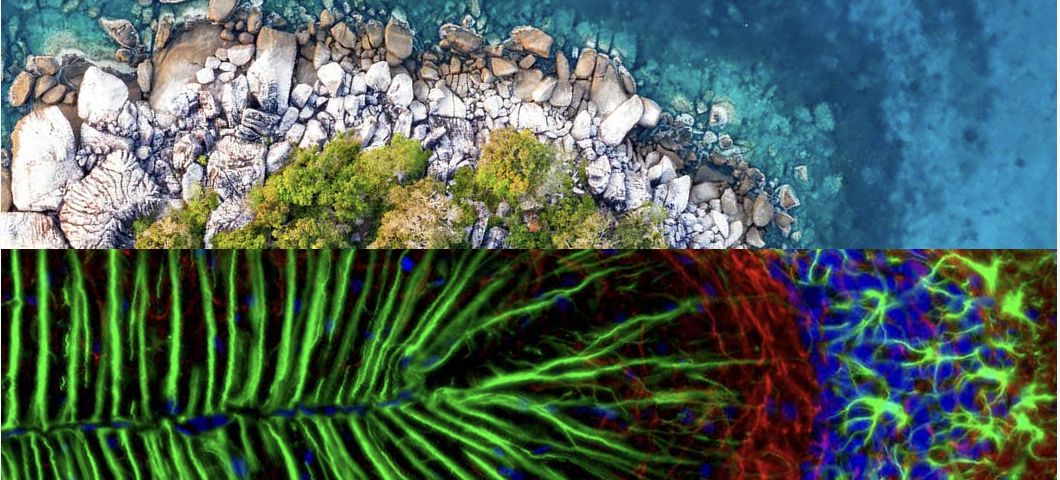 Cell Signaling Technology 2024 Impact Report