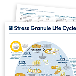 22-emg-85414-stress-granule-life-cycle-thumb-250x250
