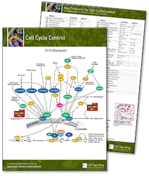 Cell Cycle Control Signaling Pathway