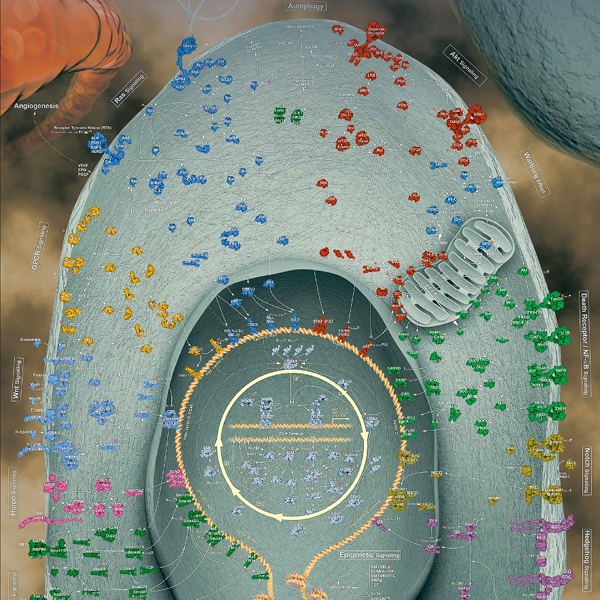 A comprehensive overview of the key signaling pathways involved in human cancer.