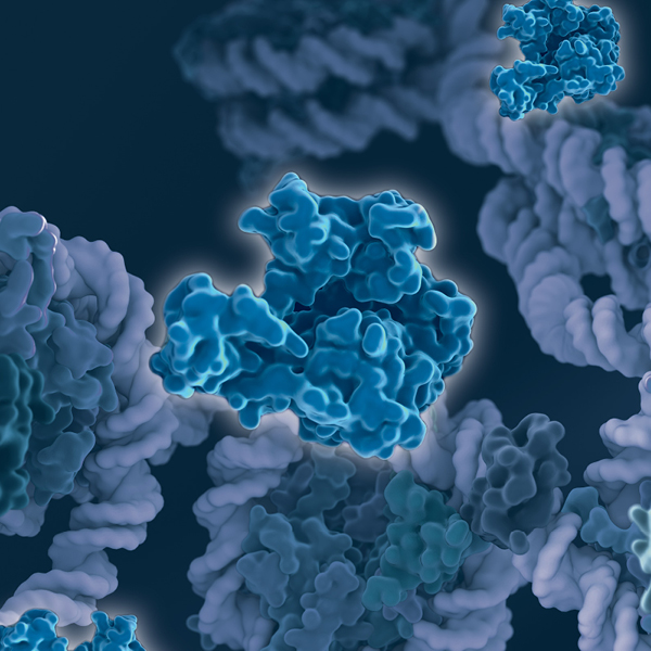 3D image illustrating chromatin organization, with DNA wrapped around histone proteins inside the nucleus.