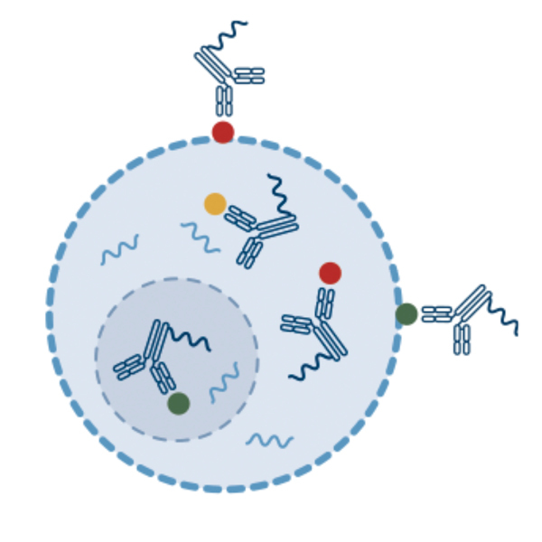 Conceptual illustration of CST InTraSeqTM Technology enabling multi-omics analysis of RNA and intracellular signaling in single cells.